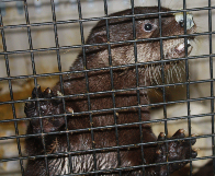 otter fishface