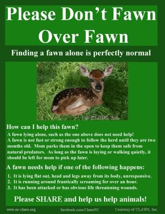 fawn